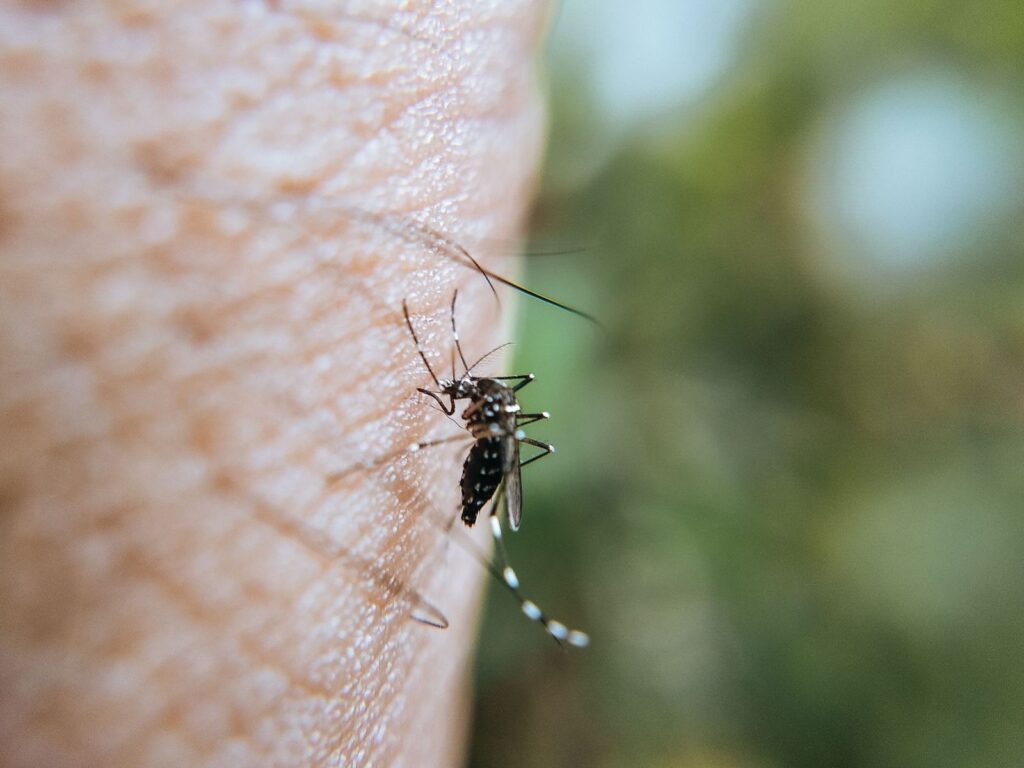 A mosquito on skin