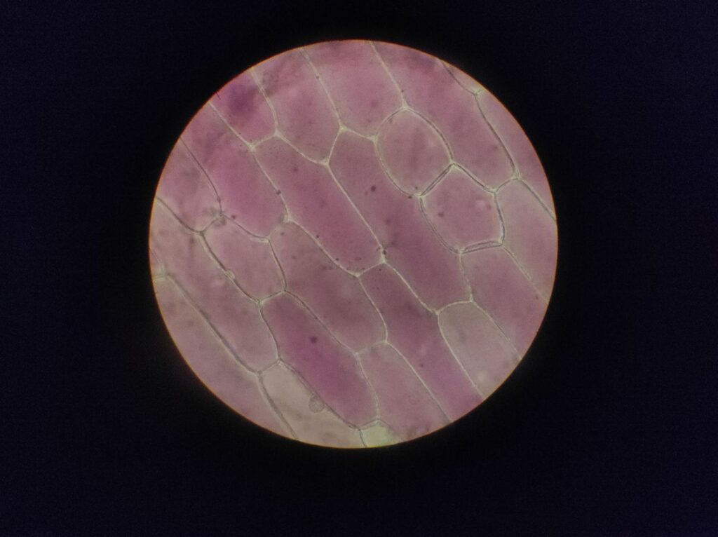 Plant cells seen through a microscope