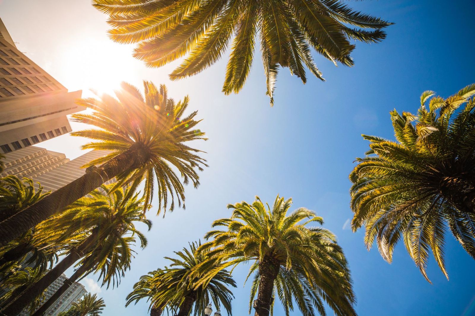 Bright sun shining through palm trees