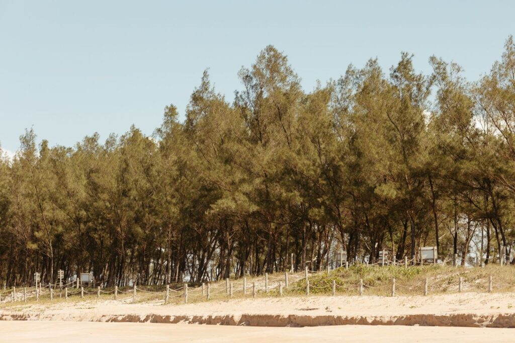 Tall trees giving shade behind a quiet sandy beach